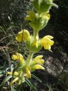 2008-03-26-038-Phlomis
