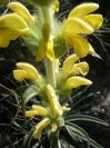 2008-03-26-039-Phlomis