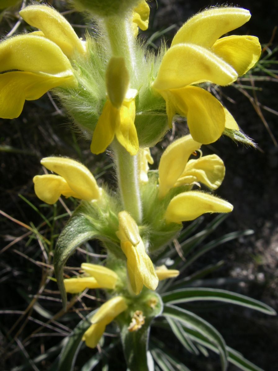 2008-03-26-039-Phlomis