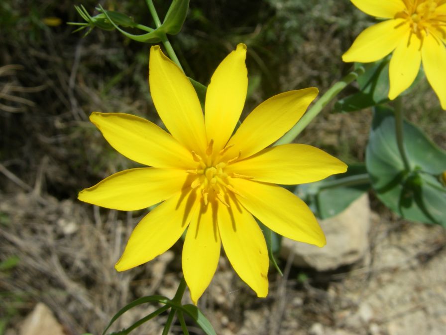 2008-03-26-043-Blackstonia-perfoliata-grandiflora