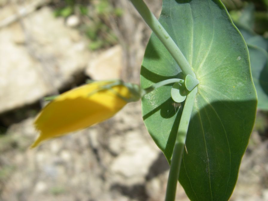 2008-03-26-044-Blackstonia-perfoliata-grandiflora