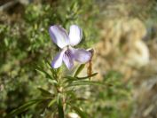 2008-03-26-045-Violet