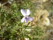 2008-03-26-046-Violet