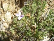 2008-03-26-047-Violet