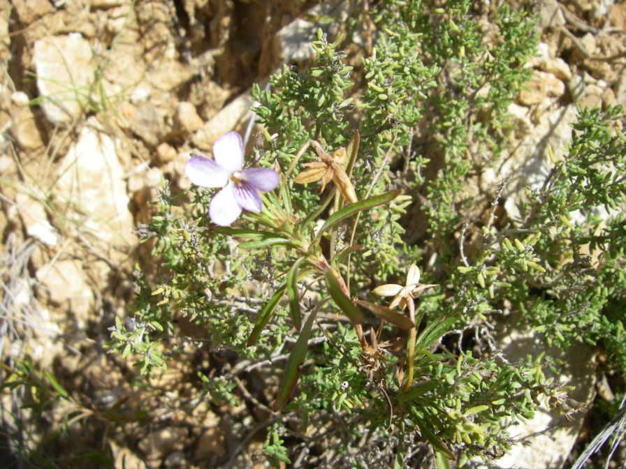 2008-03-26-047-Violet