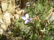 2008-03-26-048-Violet