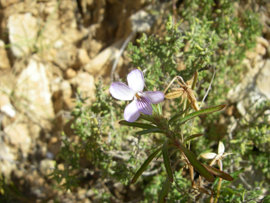 2008-03-26-048-Violet