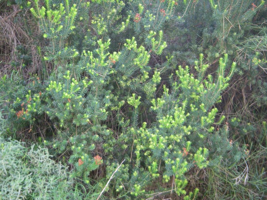 2008-03-26-049-Heather