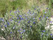 2008-03-26-050-Lithodora