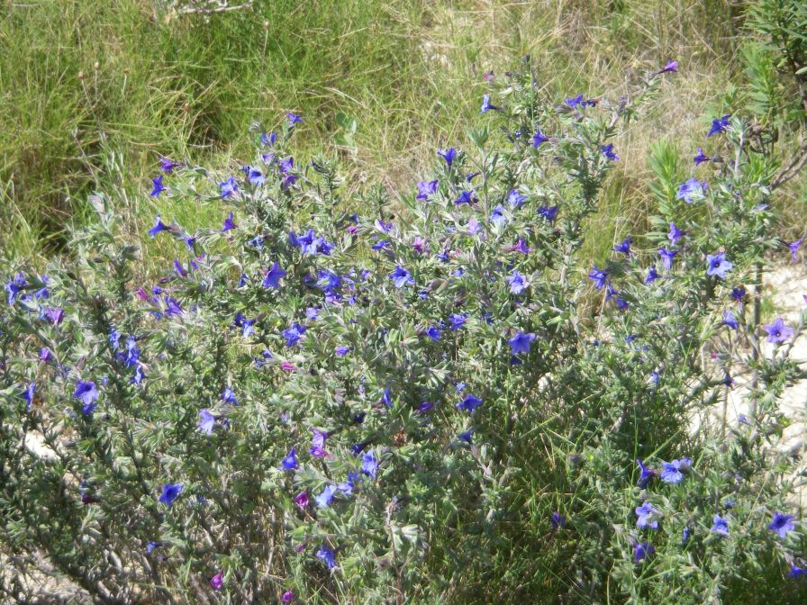 2008-03-26-050-Lithodora
