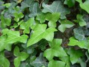 2008-03-26-058-Ivy