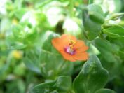 2008-03-27-001-Pimpernel-scarlet