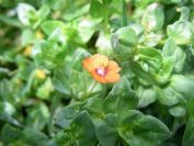 2008-03-27-002-Pimpernel-scarlet