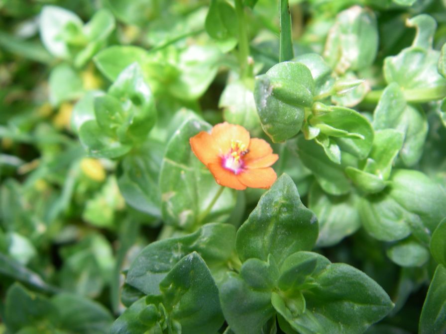 2008-03-27-002-Pimpernel-scarlet