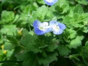 2008-03-27-003-Periwinkle-blue