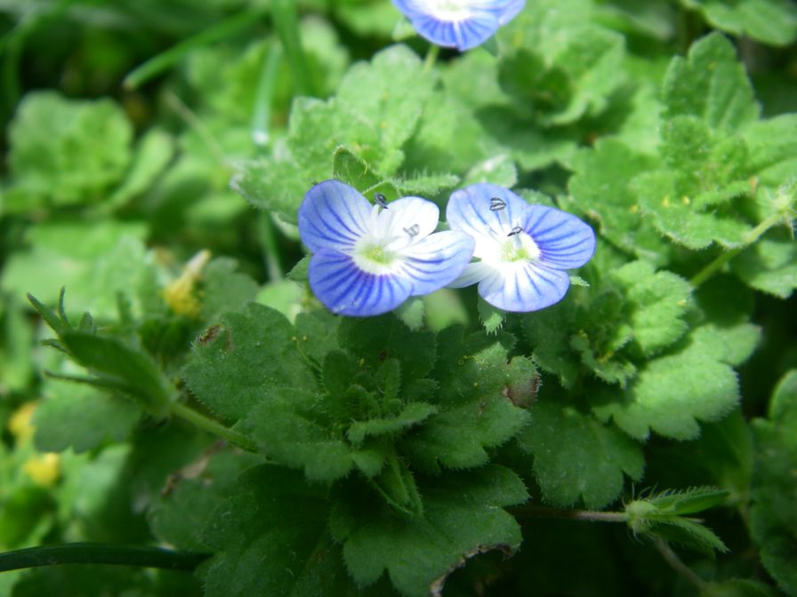 2008-03-27-003-Periwinkle-blue