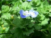2008-03-27-004-Periwinkle-blue
