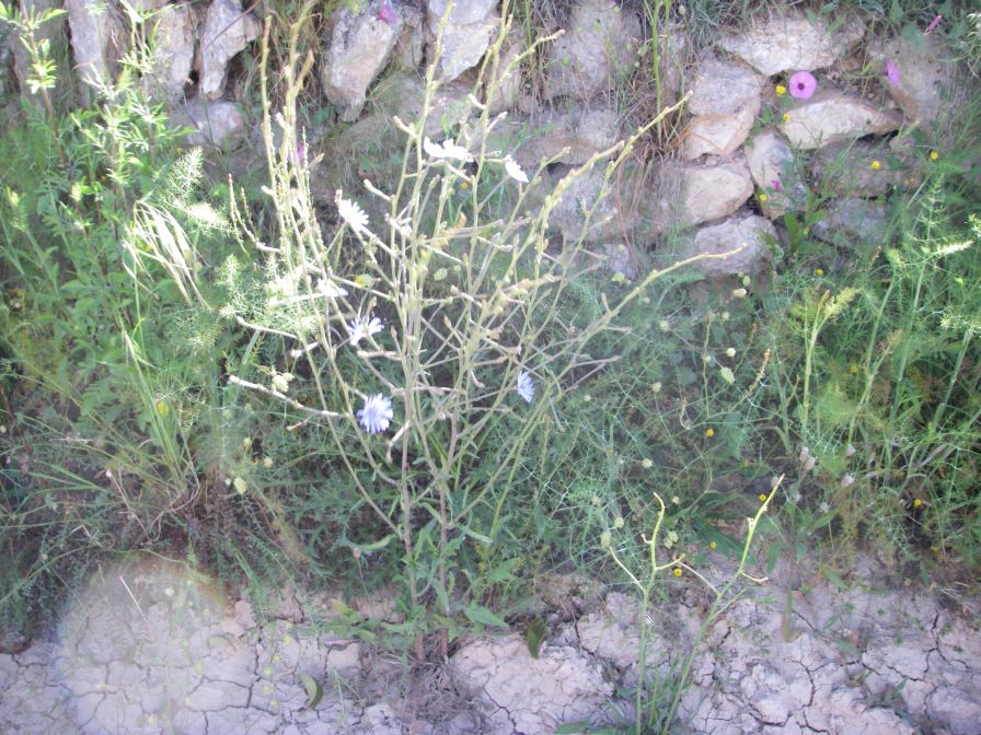 2008-03-28-001-Chicory