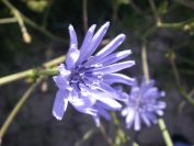 2008-03-28-002-Chicory