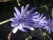 2008-03-28-003-Chicory