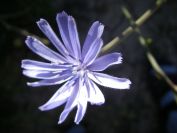 2008-03-28-004-Chicory