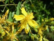 2008-03-28-006-Hypericum