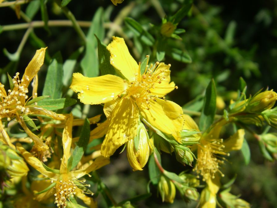 2008-03-28-006-Hypericum