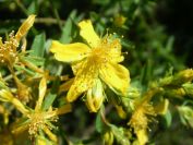 2008-03-28-007-Hypericum