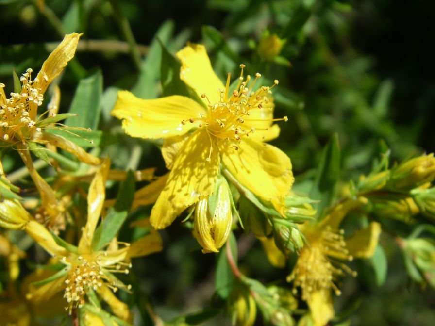 2008-03-28-007-Hypericum