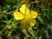 2008-03-28-008-Hypericum