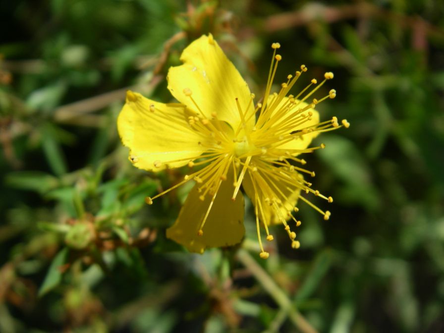 2008-03-28-008-Hypericum