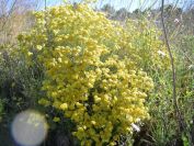 2008-03-28-011-Helichrysum-foetidum