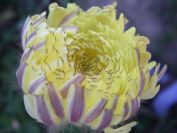 2008-03-28-013-Unknown-Daisy