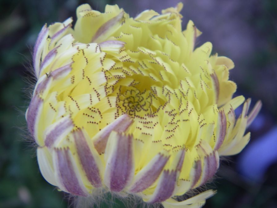 2008-03-28-013-Unknown-Daisy