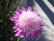 2008-03-28-015-Knautia