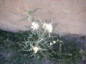 2008-03-28-018-White-thistle