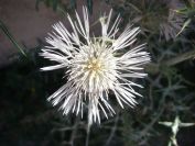 2008-03-28-019-White-thistle