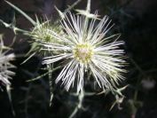 2008-03-28-020-White-thistle