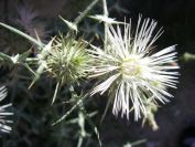 2008-03-28-021-White-thistle