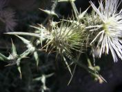 2008-03-28-022-White-thistle