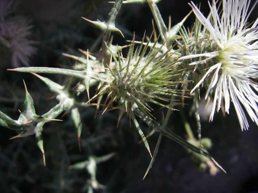 2008-03-28-022-White-thistle