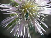 2008-03-28-026-Thistle-and-beetle