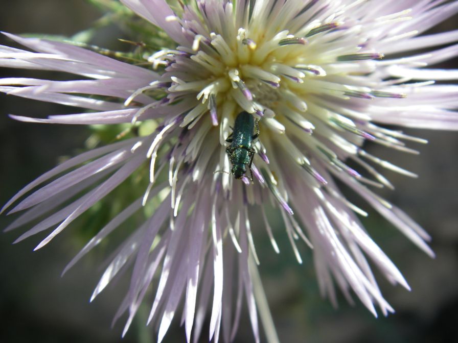 2008-03-28-026-Thistle-and-beetle