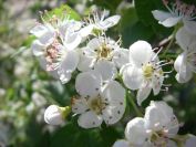 2008-03-28-028-Hawthorn