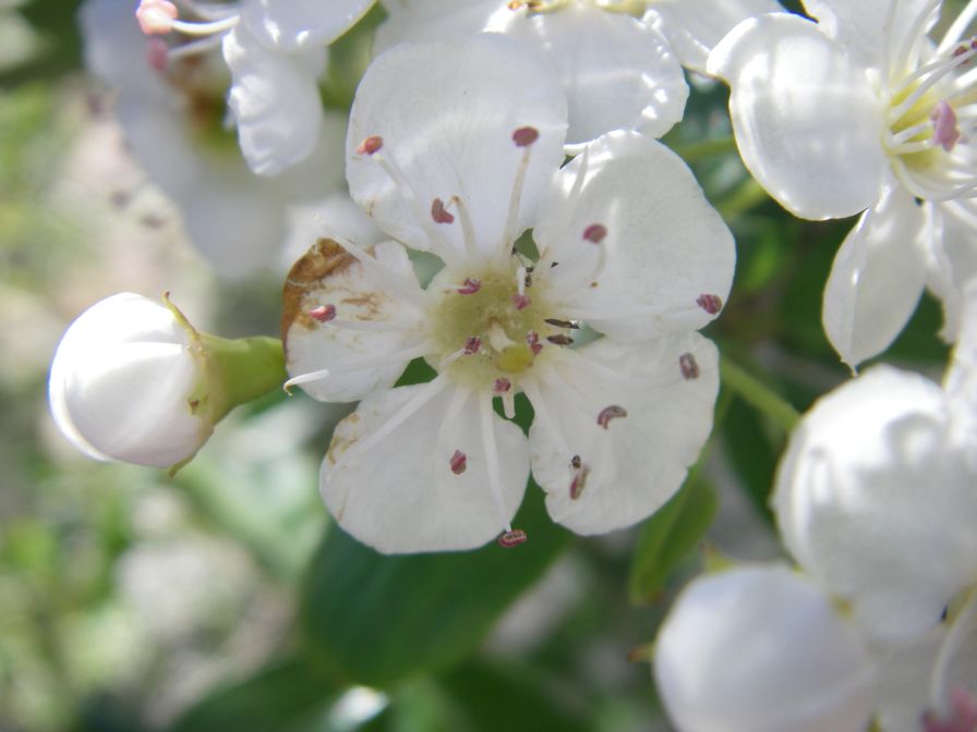 2008-03-28-029-Hawthorn