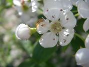 2008-03-28-030-Hawthorn