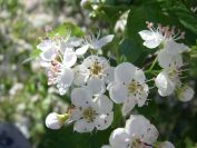 2008-03-28-031-Hawthorn