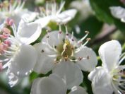 2008-03-28-032-Hawthorn