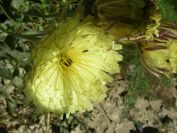 2008-03-28-033-Lemon-daisy