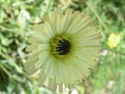 2008-03-28-034-Lemon-daisy